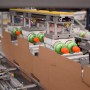 pick & place case packer